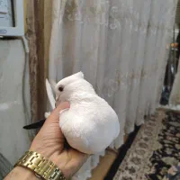 فروش  کبوتر دم سیاه