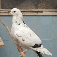 کبوتر پرشی|پرنده|قم, باجک سه|دیوار