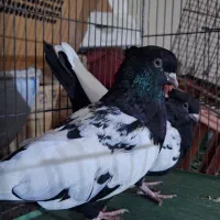 سلام یک جفت سینه سیاه