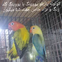 طوطی کوتوله ( برزیلی ) رنگ و نژادهای خاص ..|پرنده|بابل, |دیوار