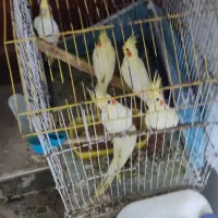طوطی عروس هلندی|پرنده|بندر ماهشهر, |دیوار