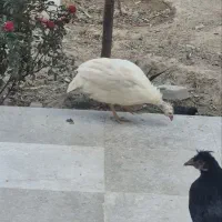 نوچه مرغ و مرغ شاخدار سفید|حیوانات مزرعه|قم, پردیسان|دیوار