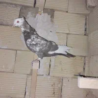 کبوتر|پرنده|شیراز, جرسقان|دیوار