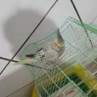 عروس هلندی