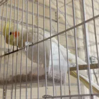 عروس هلندی|پرنده|سیرجان, |دیوار