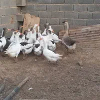 غاز سالم