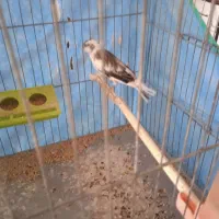 قناری|پرنده|میبد, |دیوار