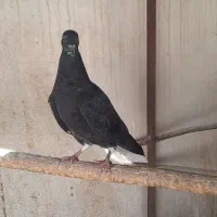 مفلق سیاه دم سفید