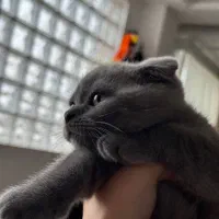 گربه اسکاتیش فولد|گربه|صومعه‌سرا, |دیوار