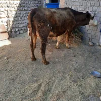 گاو شیری با گوساله|حیوانات مزرعه|میانه, |دیوار