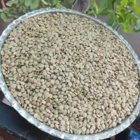 عدس ارگانیک زنجان|خوردنی و آشامیدنی|رشت, بلوار گیلان|دیوار