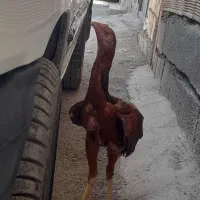 جوجه خروس لاری