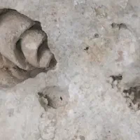 انواع فسیل چندین ملیون ساله مار صدف مرجان