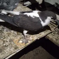 تعدادی کبوتر نابلد|پرنده|خاش, |دیوار