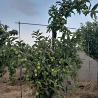 فروش زمین ۵۰۰ متری در گنبدواز|فروش زمین و ملک کلنگی|مشهد, گنبدواز|دیوار