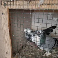 کبوتر|پرنده|قشم, |دیوار