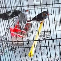 پرنده فنچ|پرنده|خمینی‌شهر, |دیوار