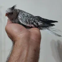 جوجه عروس هلندی ایزابلا