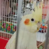 عروس هلندی ماده