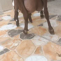 چپش دورگ مورسیا|حیوانات مزرعه|جیرفت, |دیوار