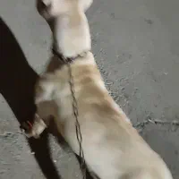 پیتبول وارداتی معاوضه دارم