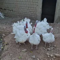 بوقلمون بیوتی ارگانیک|حیوانات مزرعه|صحنه, |دیوار