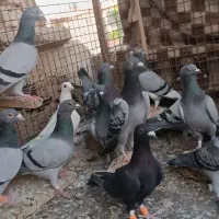 کفتر جوجه پلاکی|پرنده|شیراز, پانصد دستگاه ارتش|دیوار