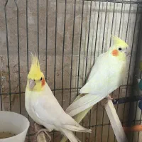 عروس هلندی و گرینچیک|پرنده|ساوه, |دیوار
