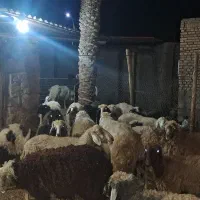 گوسفند|حیوانات مزرعه|باوی, |دیوار