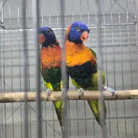 بورس طوطی لوری لوریکیت ایران|پرنده|تهران, دردشت|دیوار