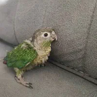 جوجه گرینچیک