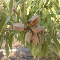 باغ فنس کشی شده|فروش خانه و ویلا|سامان, |دیوار