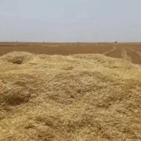 کاه سامان