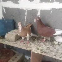 کبوتر