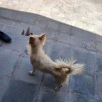 سگ پامر