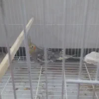 عروس هلندی نر