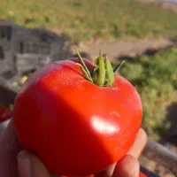 گوجه درجه ۱ با ابگیری