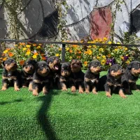 توله سگ نژاد اصیل از روتوایلر کیفیت درجه یک