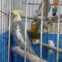 فروشی عروس  هلندی تا چند کلم یادگرفتن  بدو بیا|پرنده|فین, |دیوار