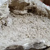 فسیل