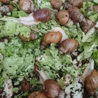 حلزون فروشی