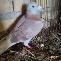 کفتر آلمانی نره