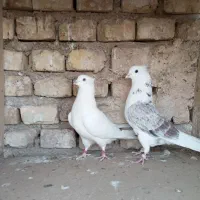 کبوتر پرشی ضمانتی