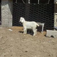 بز غاله شیری