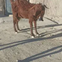 فروش بز با شنک معامله هم میکنم|حیوانات مزرعه|سراوان, |دیوار