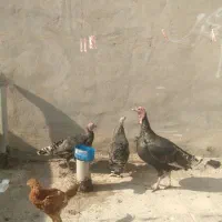 بوقلمو ب فروش میرسد|حیوانات مزرعه|تربت جام, جامی|دیوار