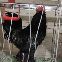 تخم نطفه دار مرندی اصل|حیوانات مزرعه|همدان, |دیوار