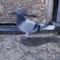 سبز دمسفید نر معامله با شیرازی