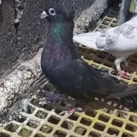 کبوترصرب ماده فروشی|پرنده|جیرفت, |دیوار