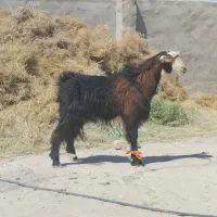 یک عدد کهره نر خانگی چاق و چله